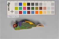 胡錦鳥藏品圖，第13張